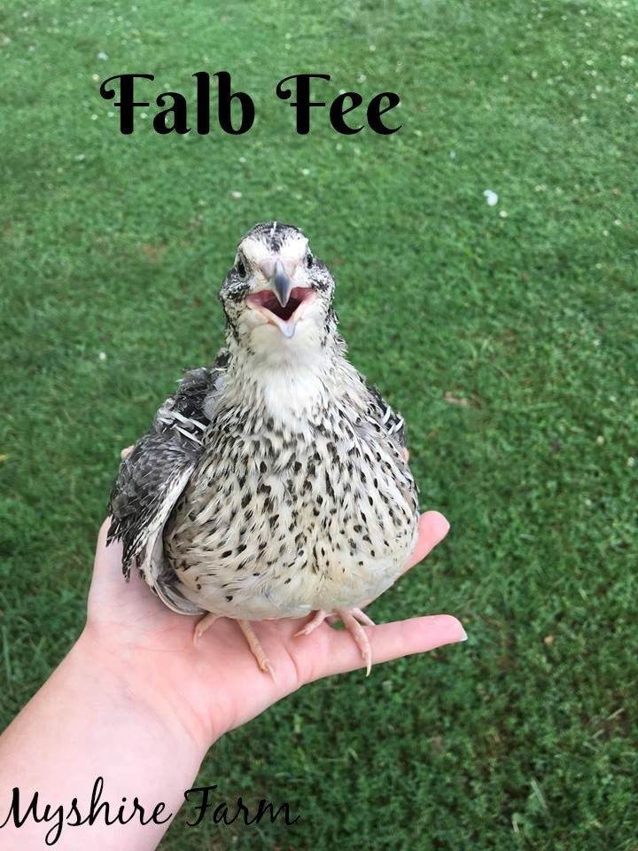 Falb Fee - Coturnix Quail Hatching Eggs image 6