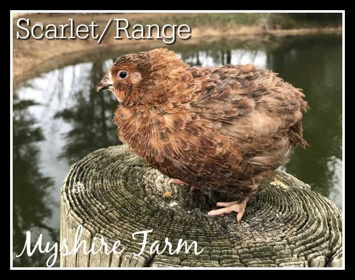 Scarlet & Red Range - Coturnix Quail Hatching Eggs image 7
