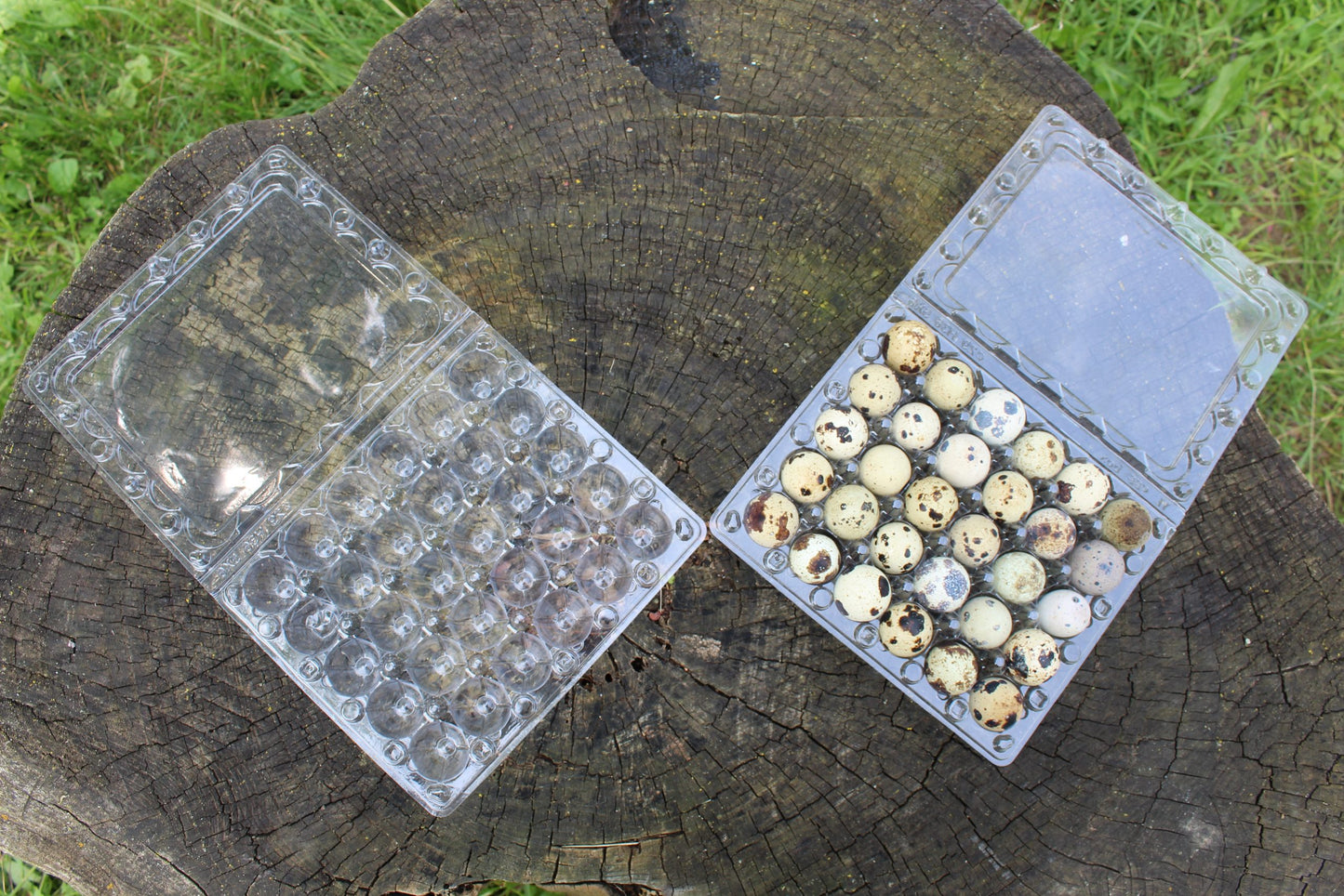 Quail Egg Carton (holds 30 eggs) image 2