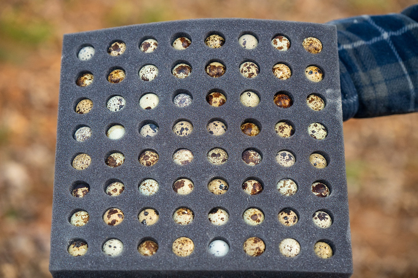 Cosmos - Coturnix Quail Hatching Eggs image 5