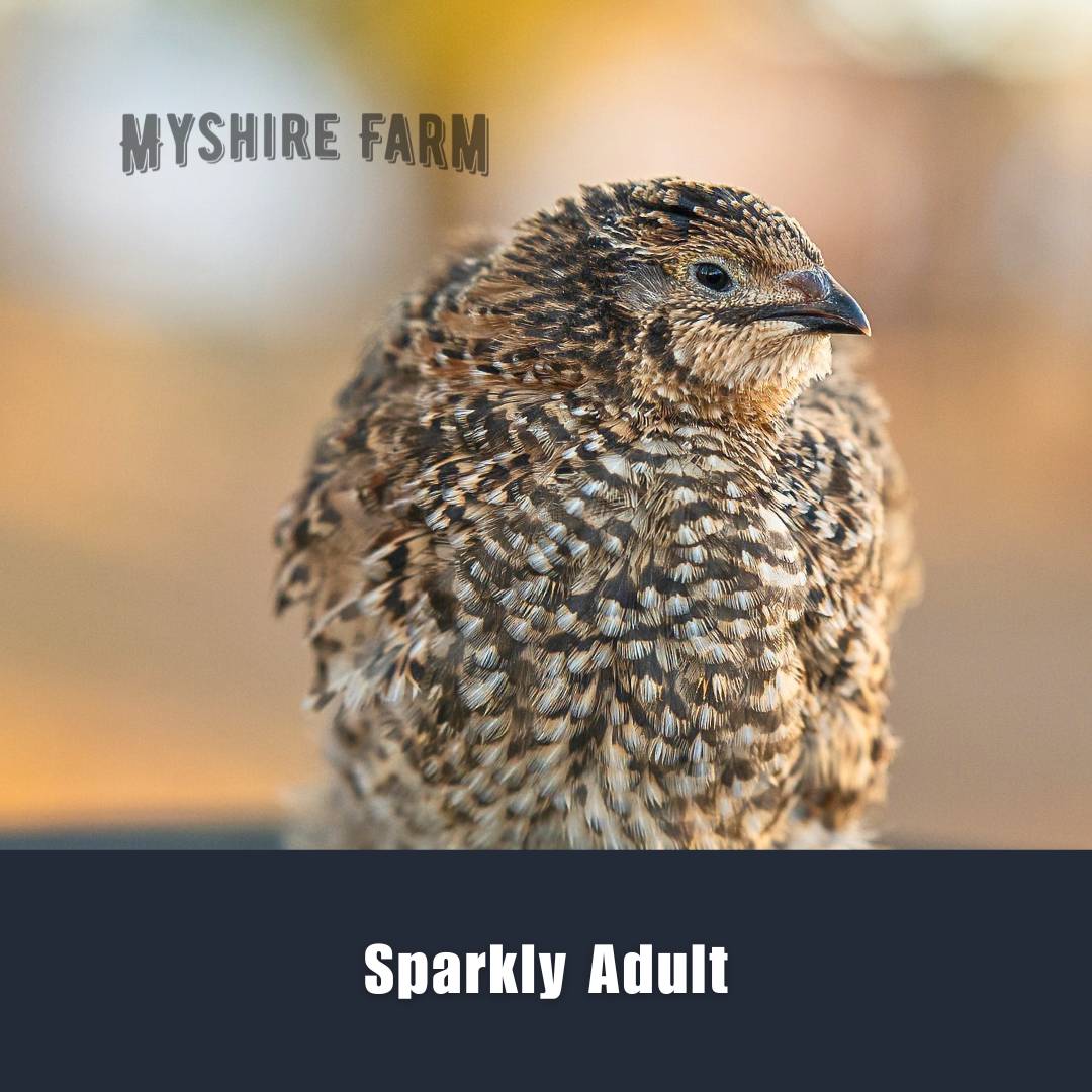 Variety Choice (MIX COLORS)- Coturnix Quail Hatching Eggs image 46