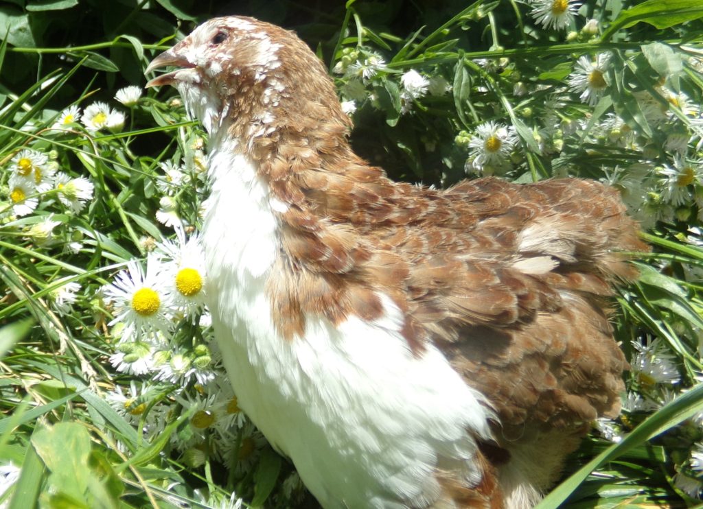 Tuxedo Variety (the BTA) - Coturnix Quail Hatching Eggs image 11