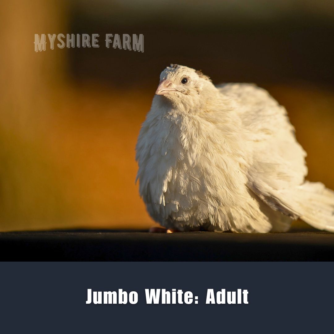 JUMBO White - Coturnix Quail Hatching Eggs image 2