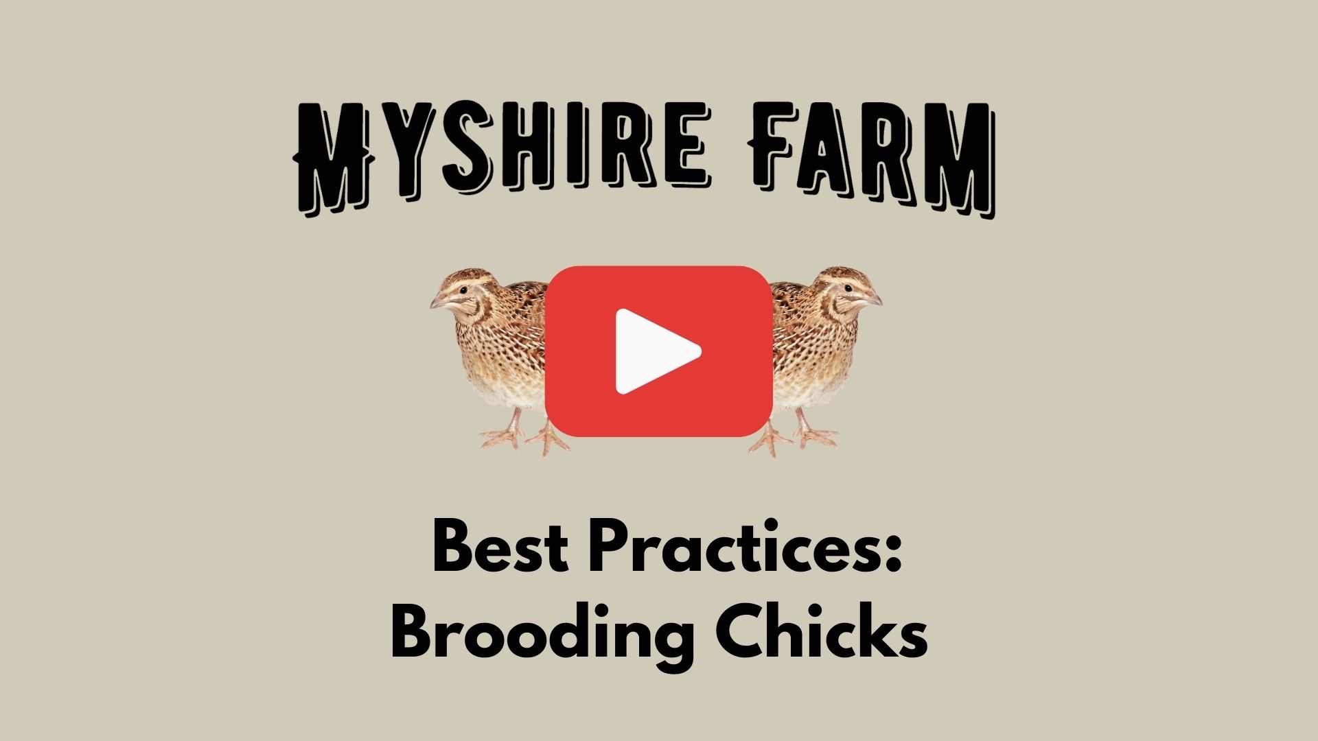 Myshire Farm Coturnix Quail For Self Sufficiency Best Practices Chick