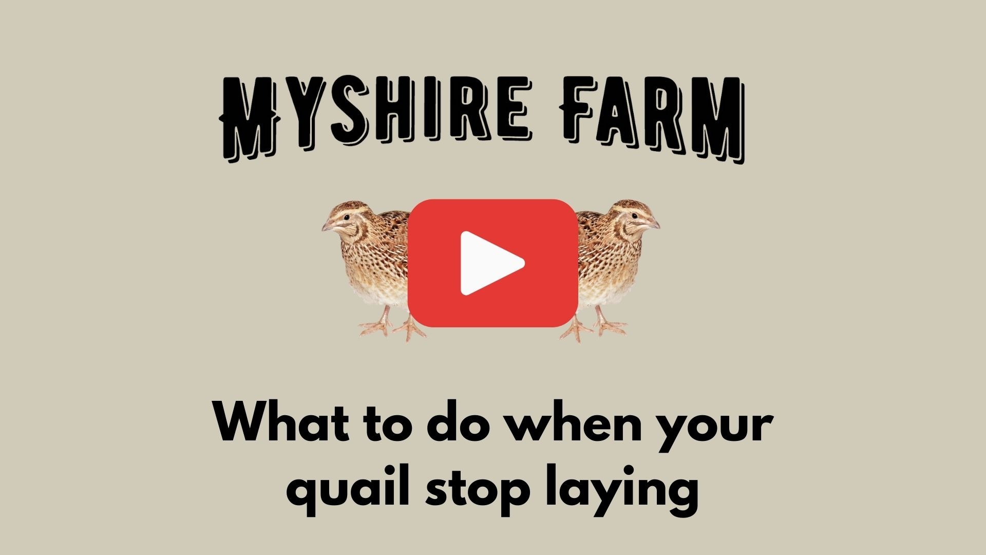 Myshire Farm Coturnix Quail For Self Sufficiency When Quail Stop Laying