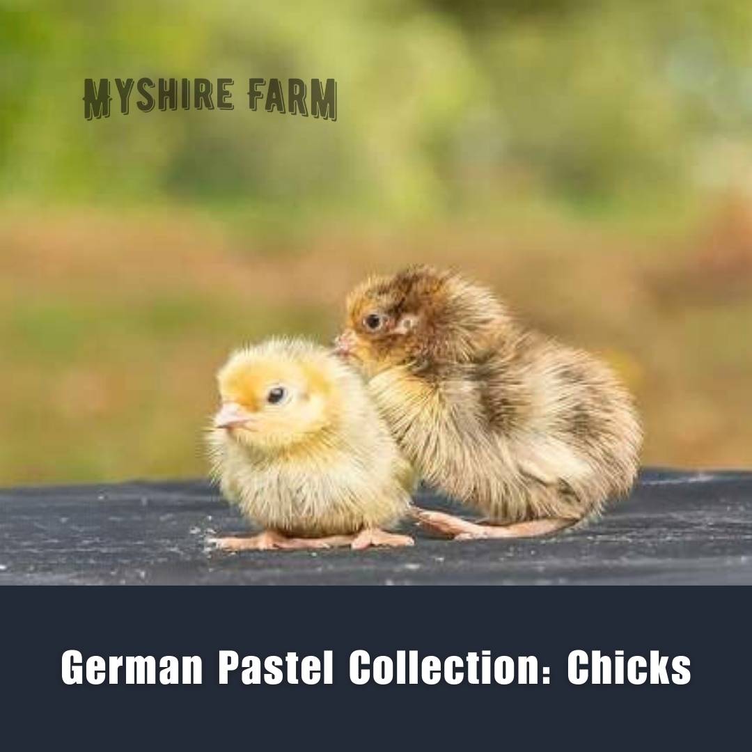 Myshire Farm Coturnix Quail German Pastel Collection Chicks Sf