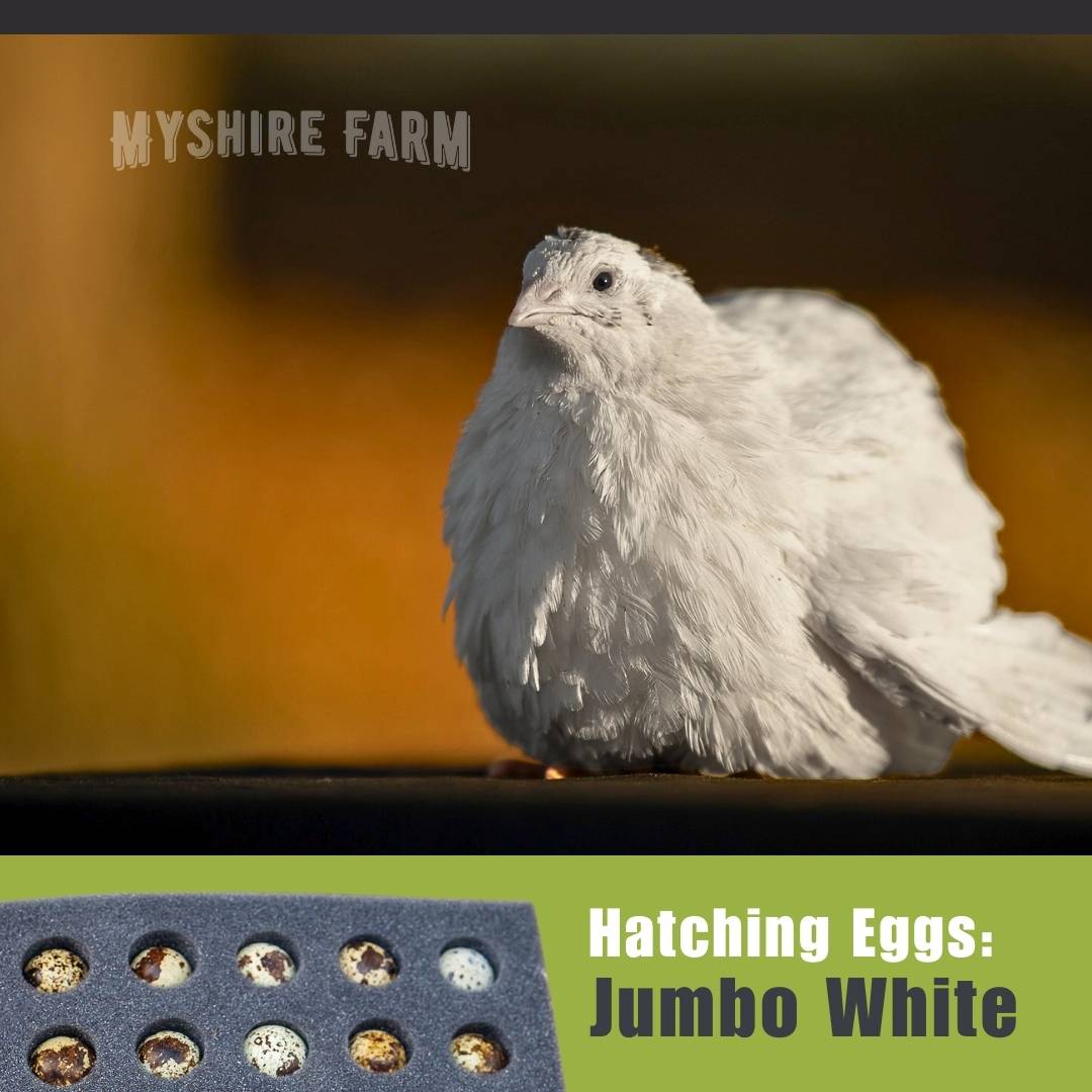 Myshire Farm Coturnix Quail Hatching Eggs Jumbo Whites 8851 Myshire Farm