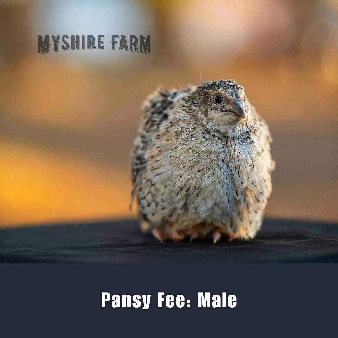 Myshire Farm Coturnix Quail Pansy Fee Male Fdb D E Myshire Farm