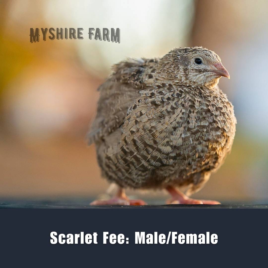 Myshire Farm Coturnix Quail Scarlet Fee Adult 8551sf Myshire Farm