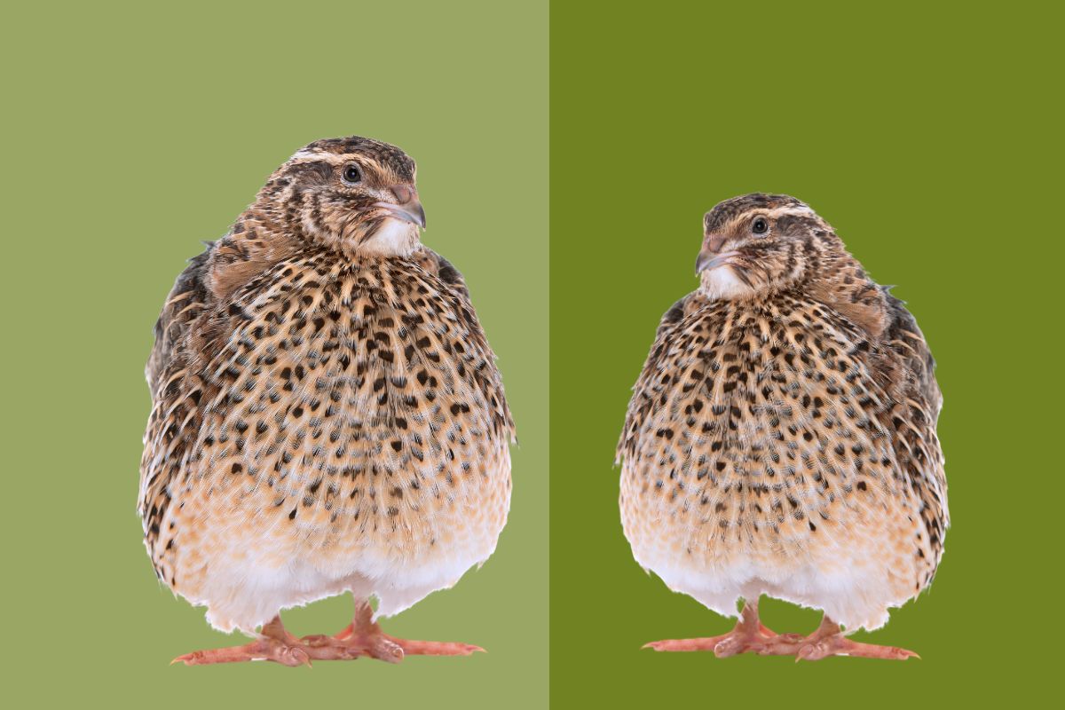 Quail Sizes Jumbo vs Standard Myshire Farm Coturnix Quail