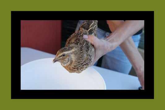 Tip for First-Timers