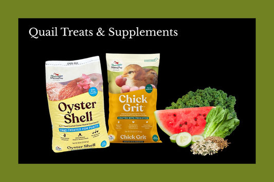 Quail Treats & Supplements