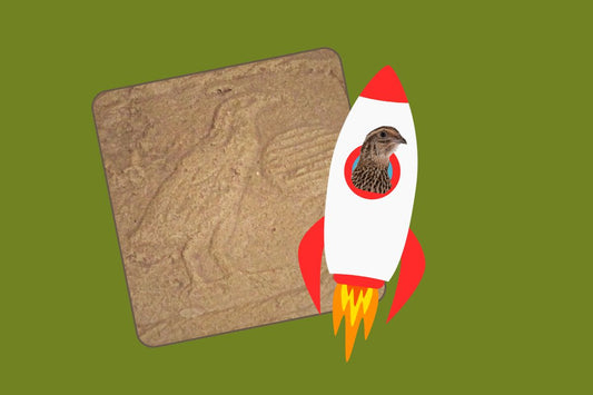 Wild & Weird: History of Coturnix