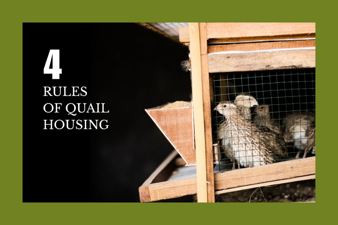 Four Rules for Housing Quail