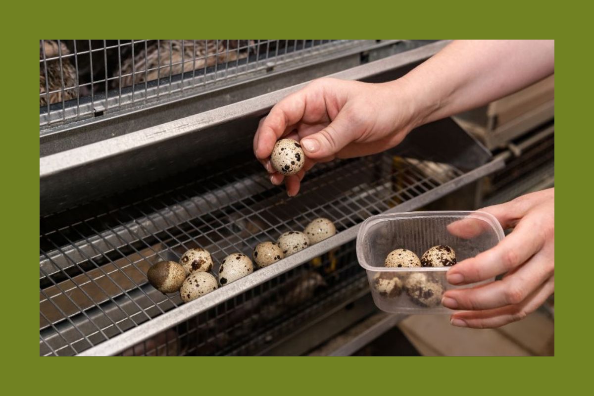 Photo inspiration: Quail Care Plan Printable Reference: Quail Care Schedule