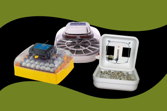 How to choose an incubator