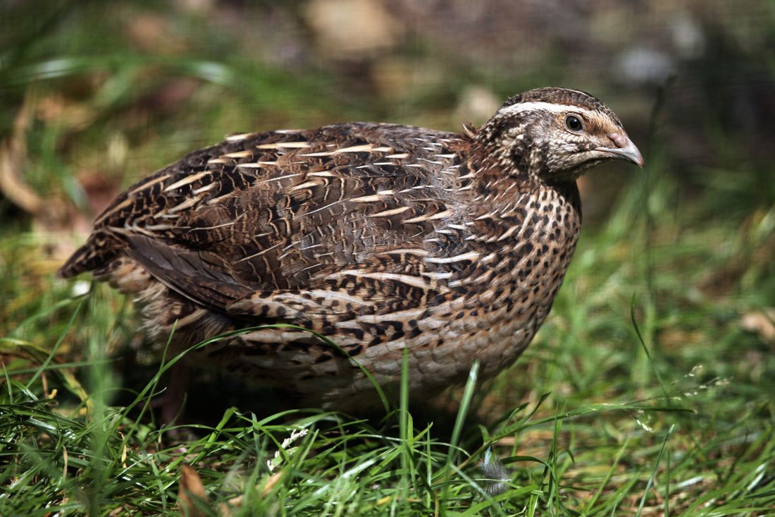 Coturnix: Why the funny name?