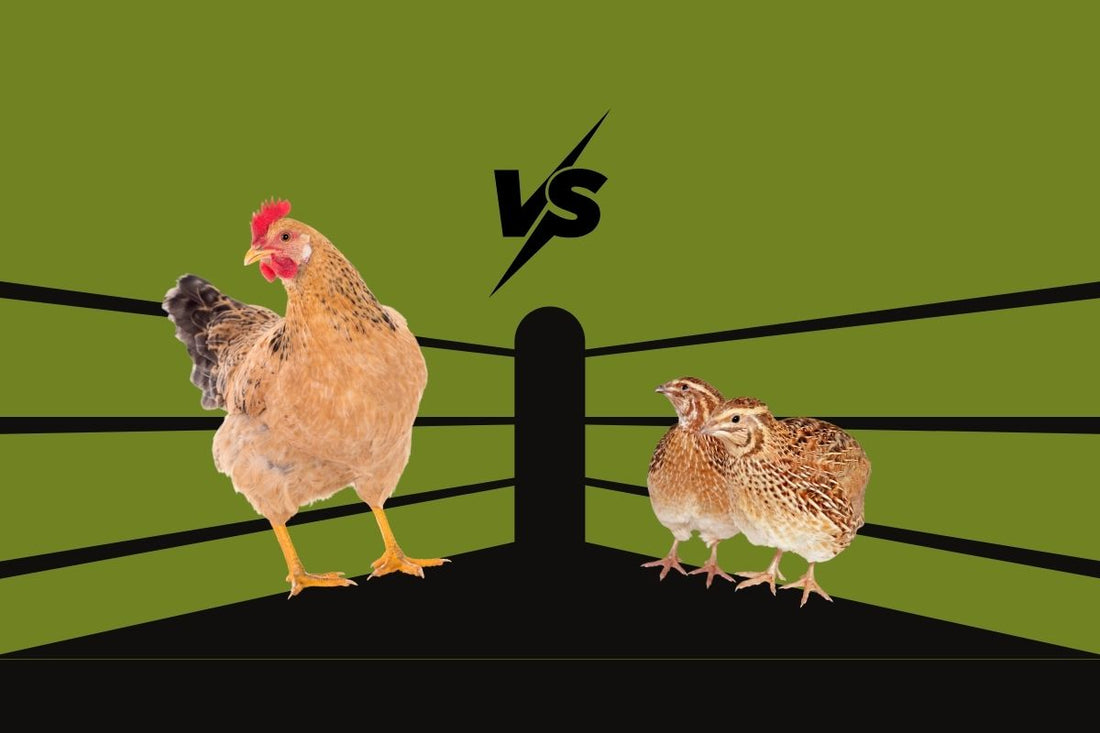 Why Quail is the New Chicken