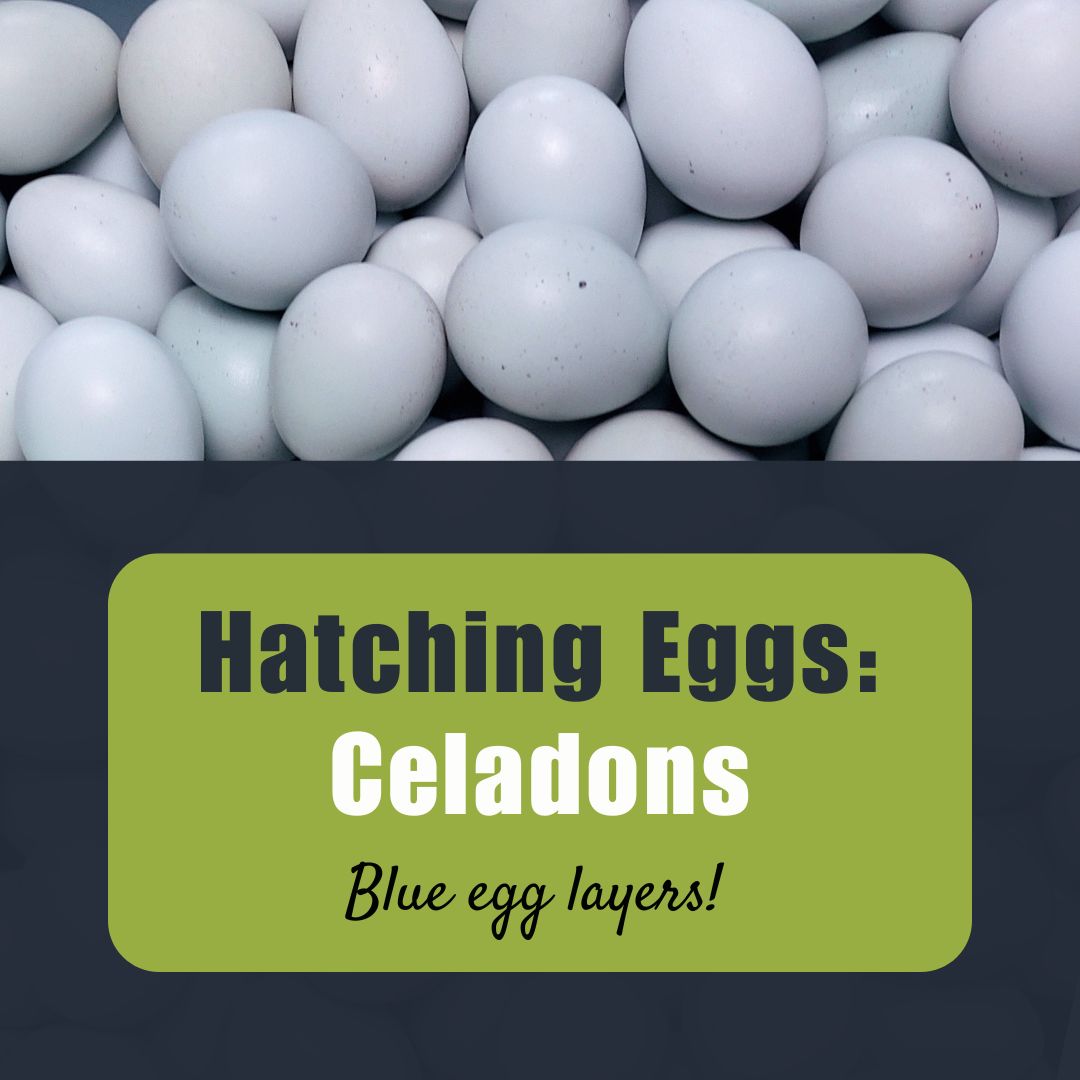 Hatching Eggs: Celadons (Blue Egg Layers)