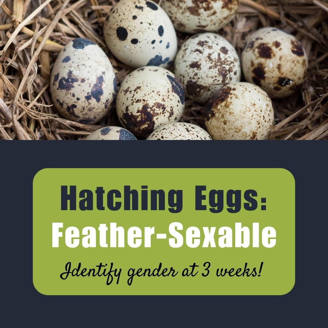 Hatching Eggs: Feather-Sexable Quail