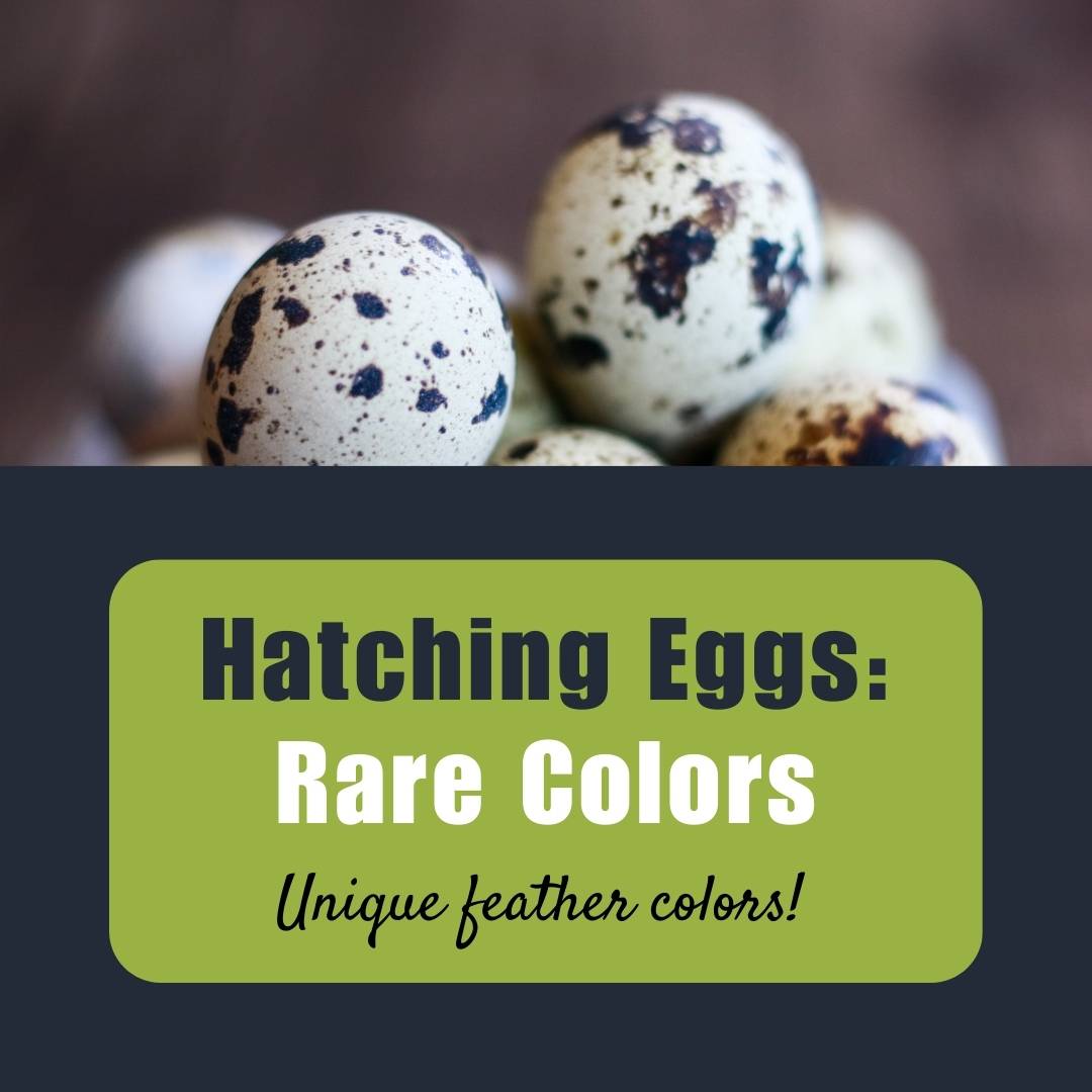Hatching Eggs: RARE Feather Colors