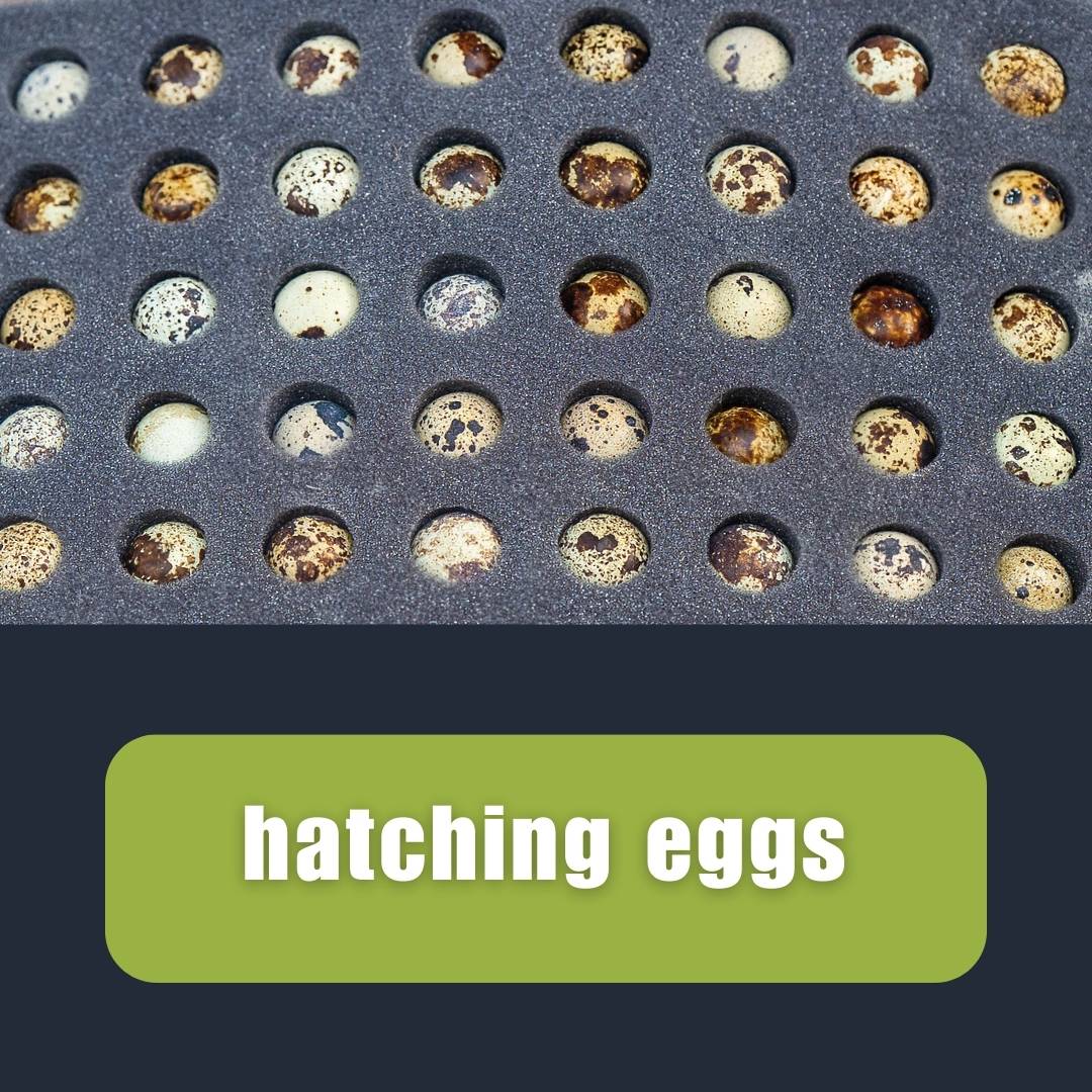Hatching Eggs