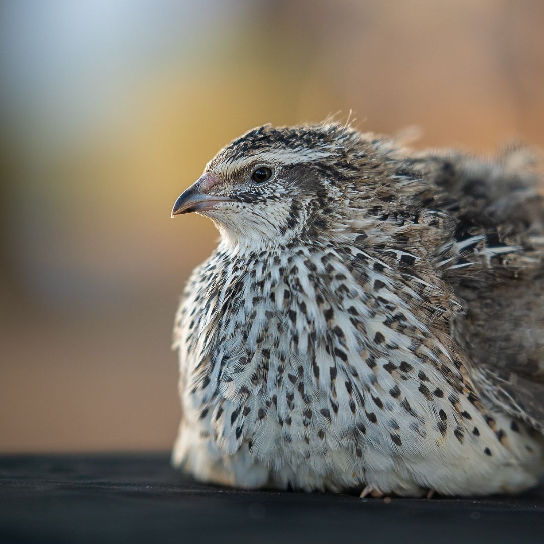 Top 3 Quail for COLOR and Beauty