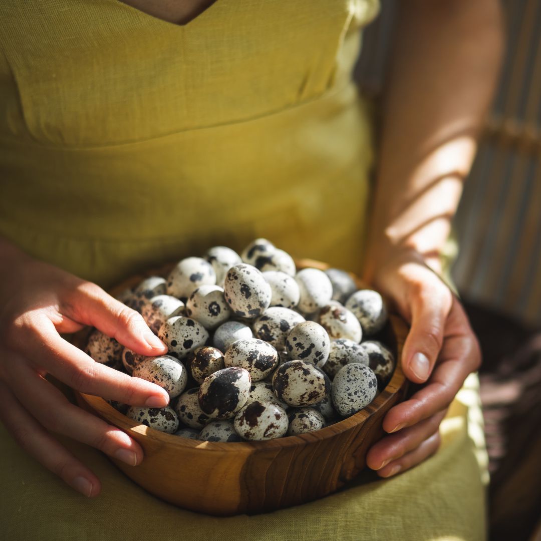 Top 3 Quail for EGG Production