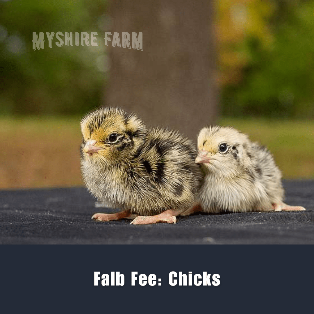 Falb Fee - Coturnix Quail Hatching Eggs image 3