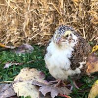 Tuxedo Variety (the BTA) - Coturnix Quail Hatching Eggs image 10