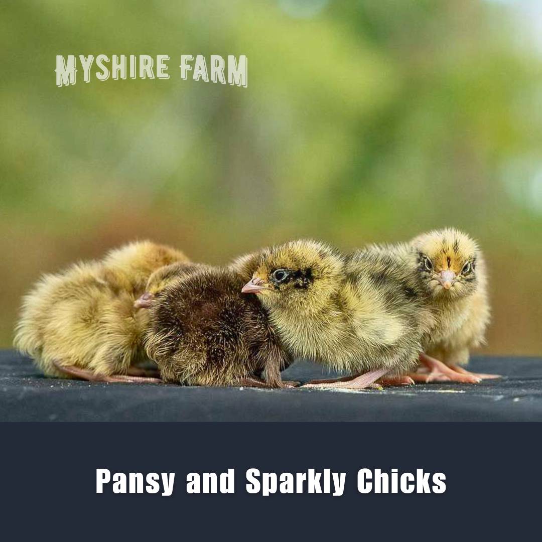 Sparkly and Pansy Mix - Coturnix Quail Hatching Eggs image 2