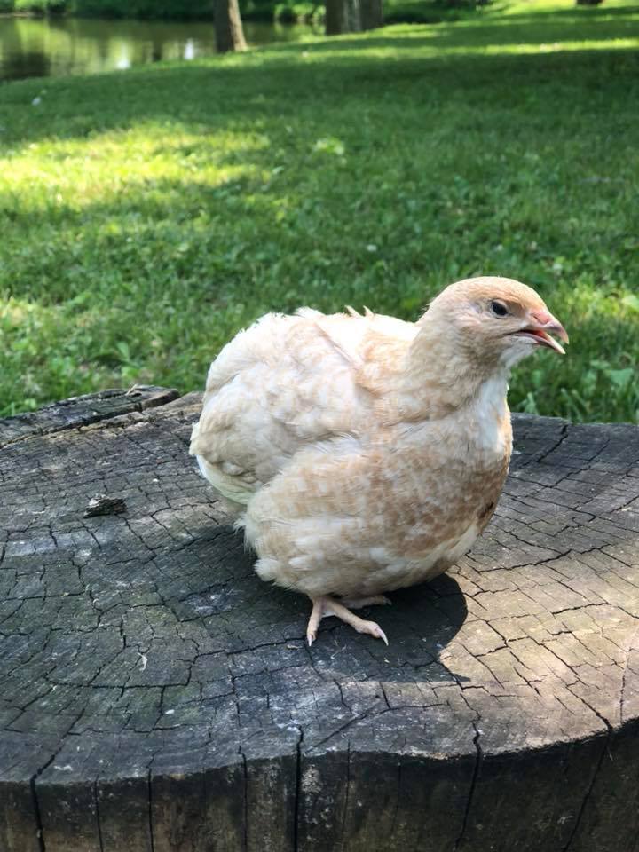 German Pastel Collection (GPC) - Coturnix Quail Hatching Eggs image 8