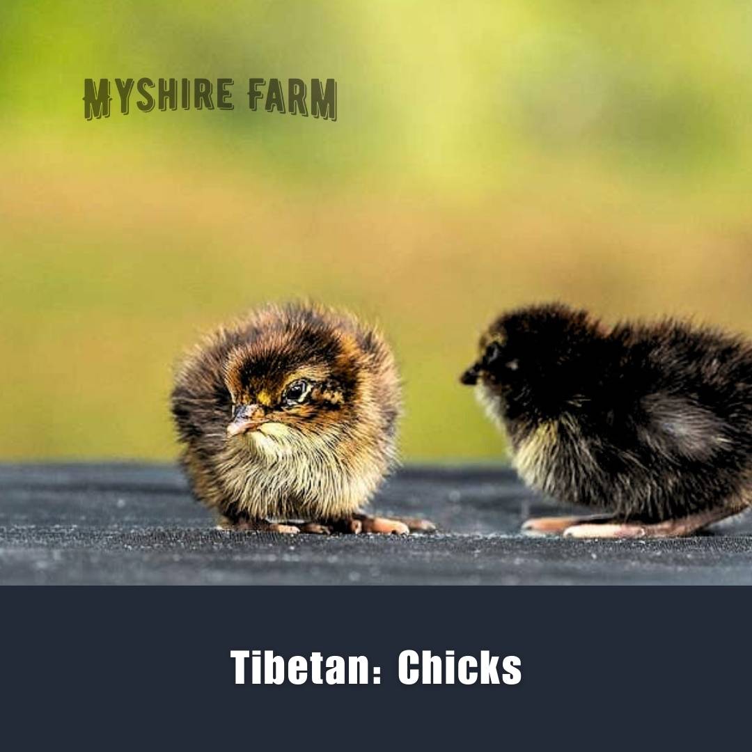 Tibetan/ Rosetta (EB Gene) - Coturnix Quail Hatching Eggs image 2