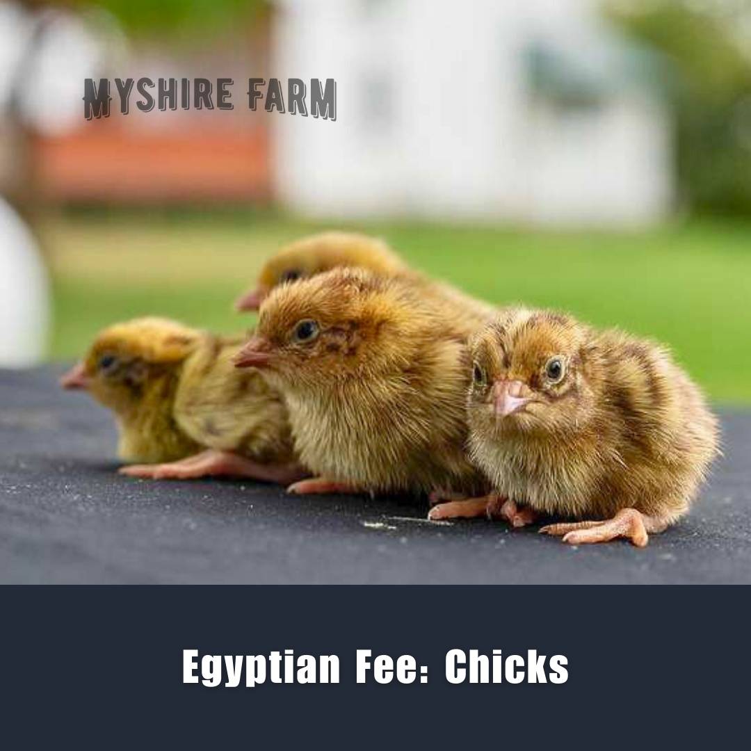 Egyptian Fee  - Coturnix Quail Hatching Eggs image 3