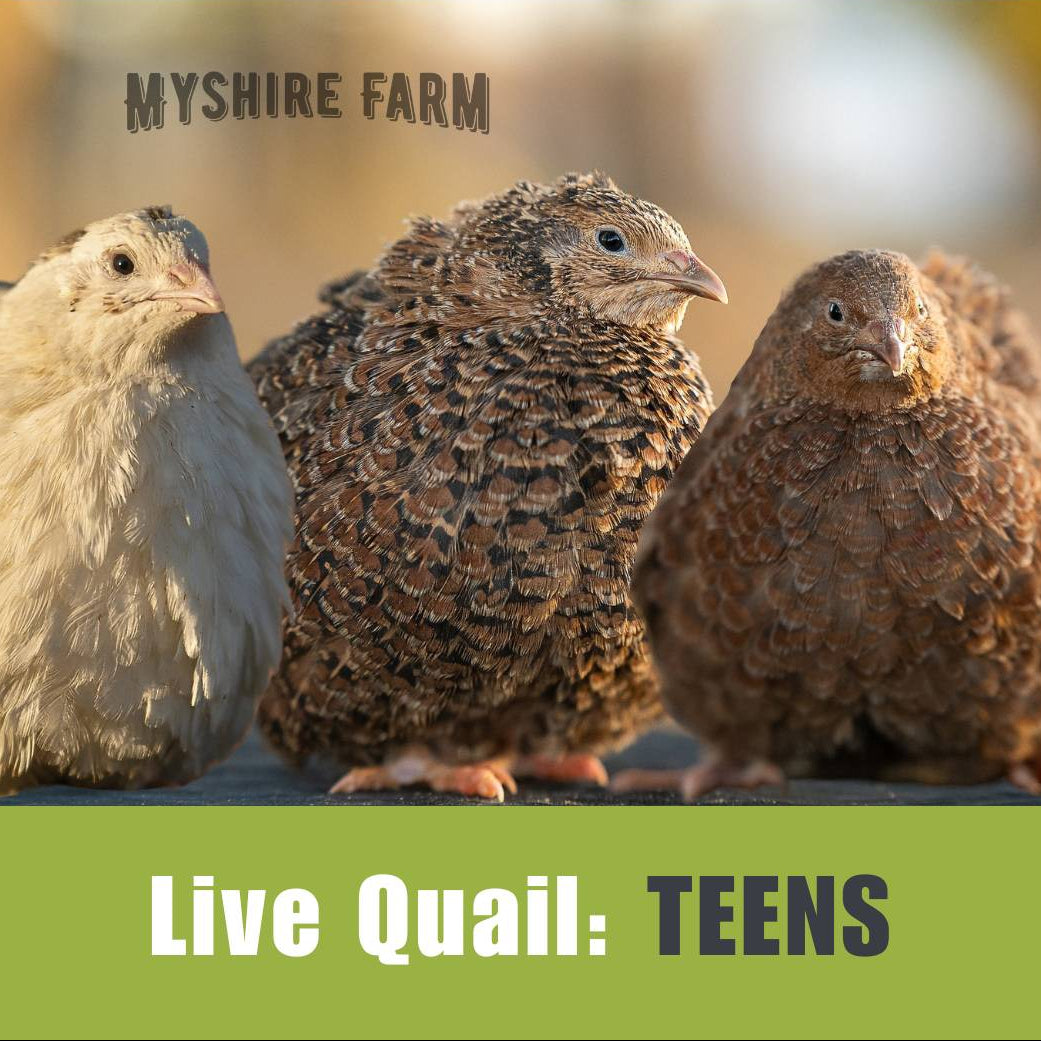 Live Quail - TEENS (3 Wks) image 0