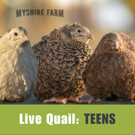 Live Quail - TEENS (3 Wks) image 0