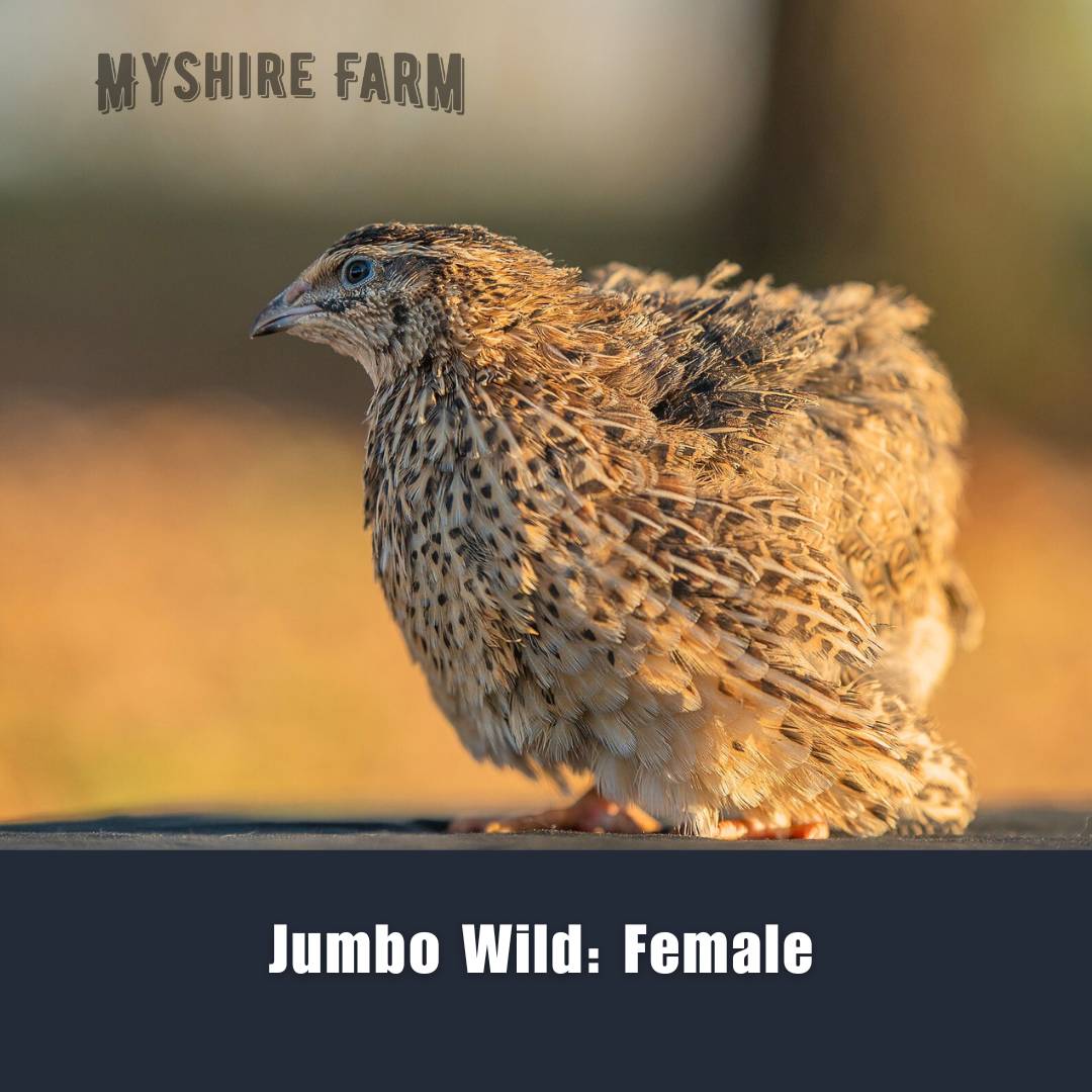 Variety Choice (MIX COLORS)- Coturnix Quail Hatching Eggs image 35