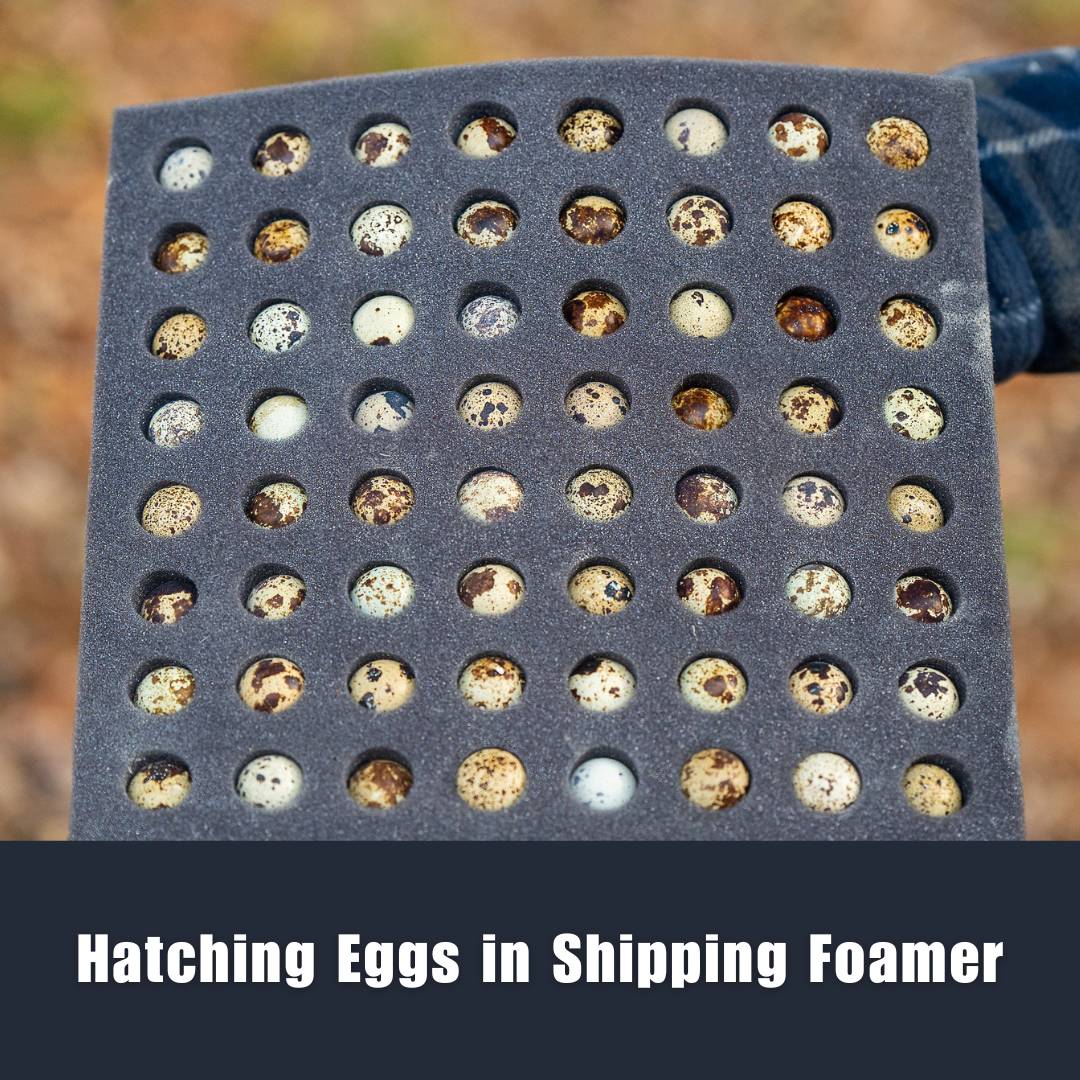 Jumbo Egyptian Hatching Eggs (CANADA) image 1