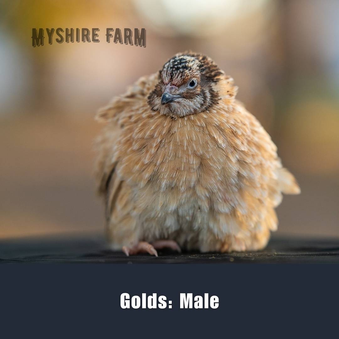 Variety Choice (MIX COLORS)- Coturnix Quail Hatching Eggs image 20