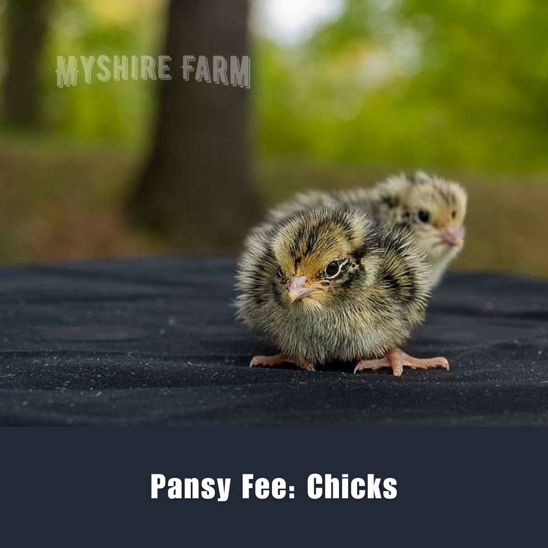 Pansy Fee - Coturnix Quail Hatching Eggs image 3