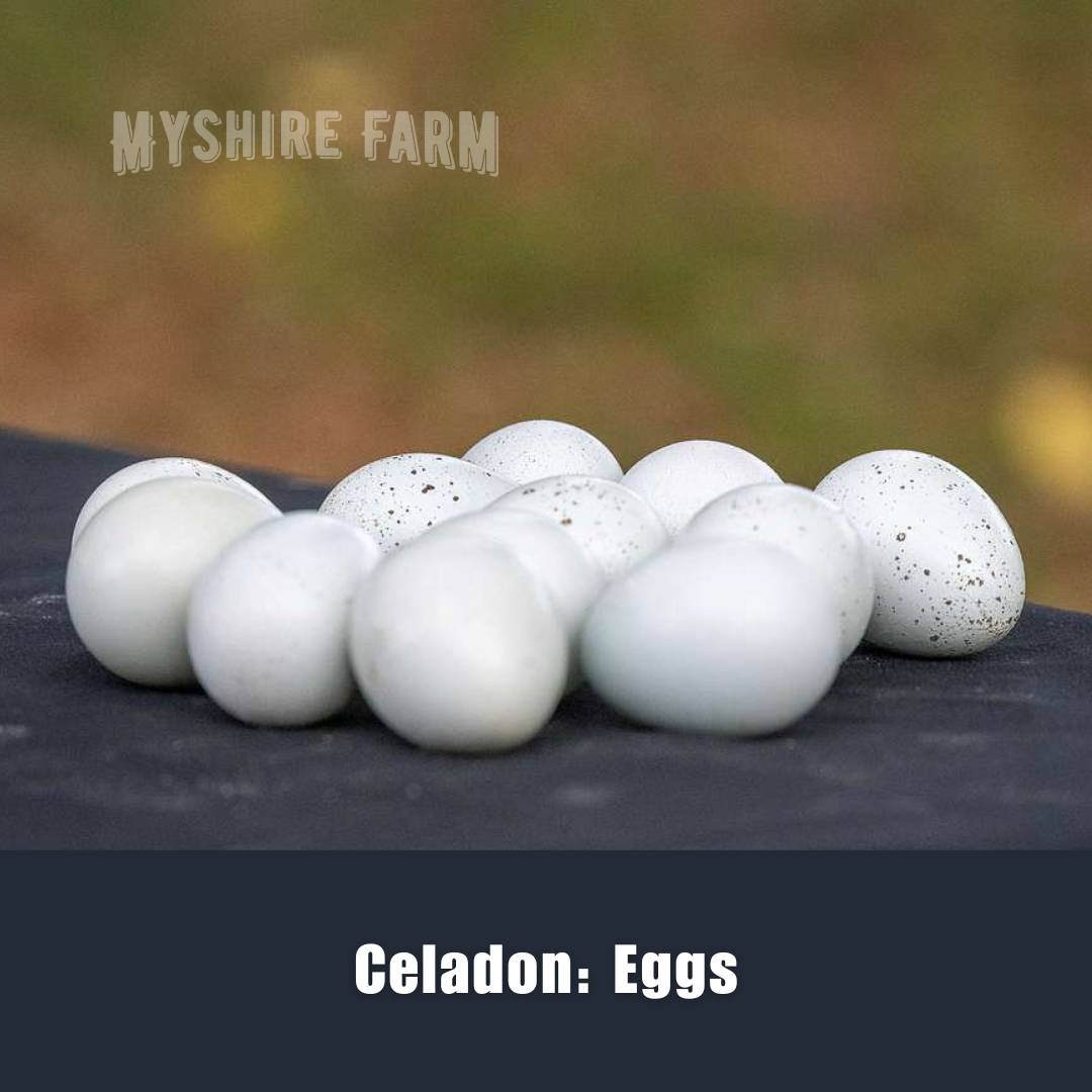 Celadon (TRUE BLUE) - Coturnix Quail Hatching Eggs image 2