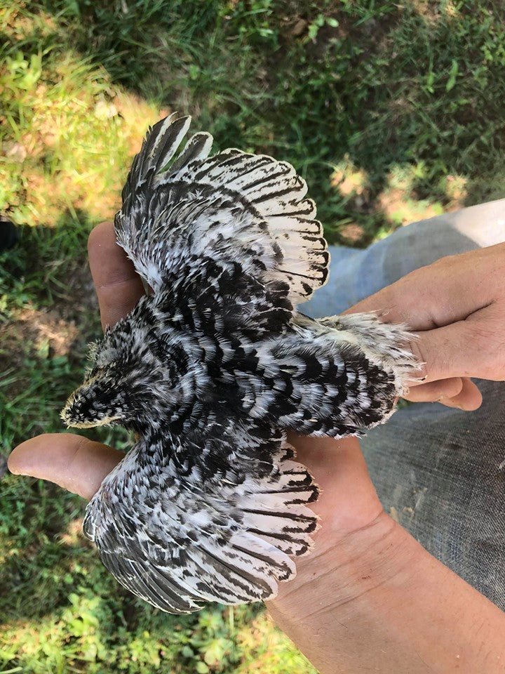 Pansy Fee - Coturnix Quail Hatching Eggs image 5