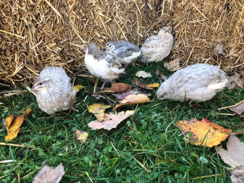 Schofield Silver Collection (SSC) - Coturnix Quail Hatching Eggs image 4