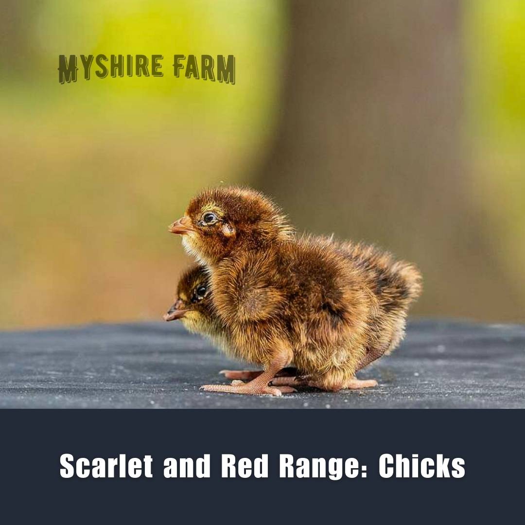 Scarlet & Red Range - Coturnix Quail Hatching Eggs image 1