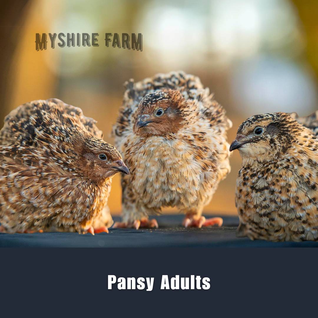 Sparkly and Pansy Mix - Coturnix Quail Hatching Eggs image 3