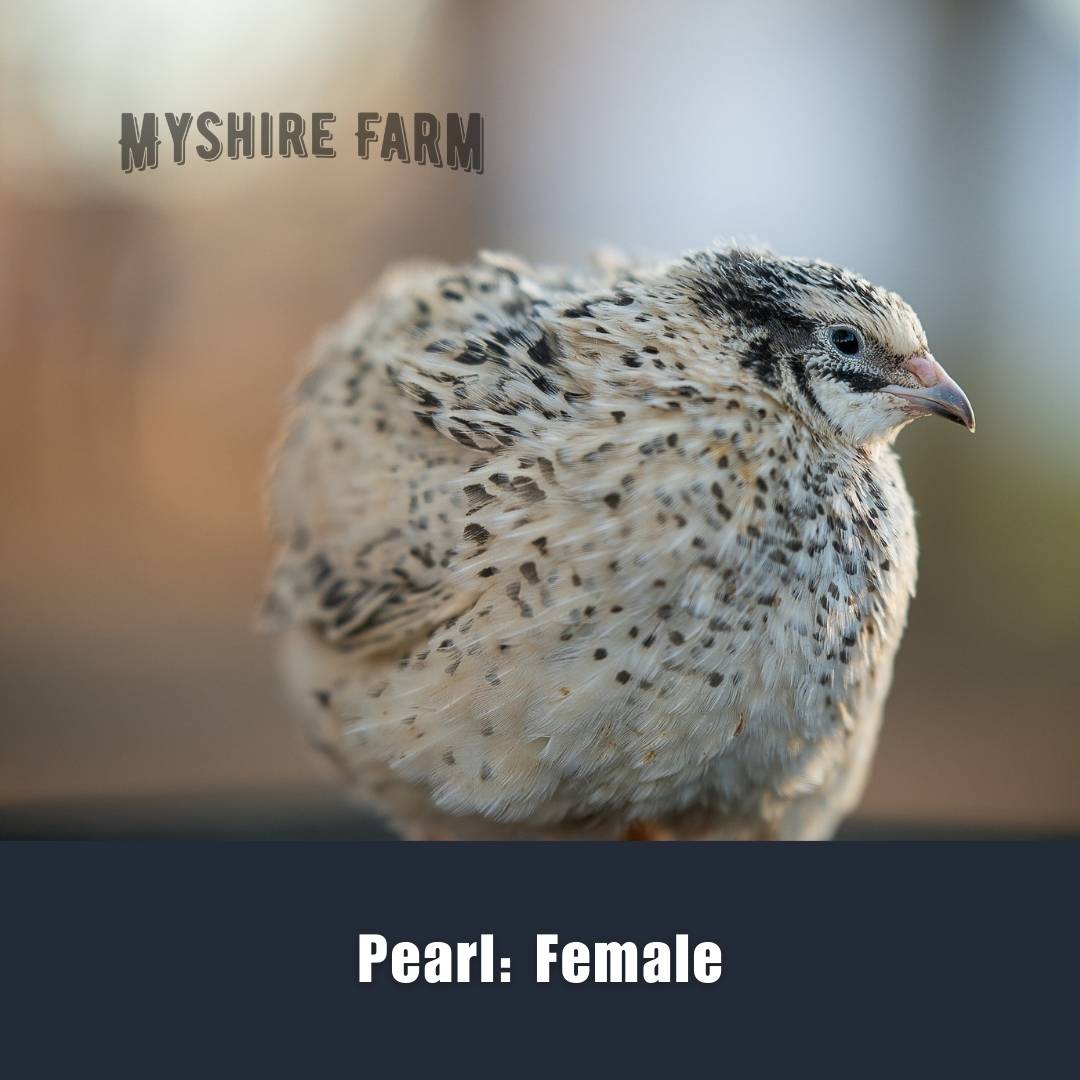 Variety Choice (MIX COLORS)- Coturnix Quail Hatching Eggs image 18