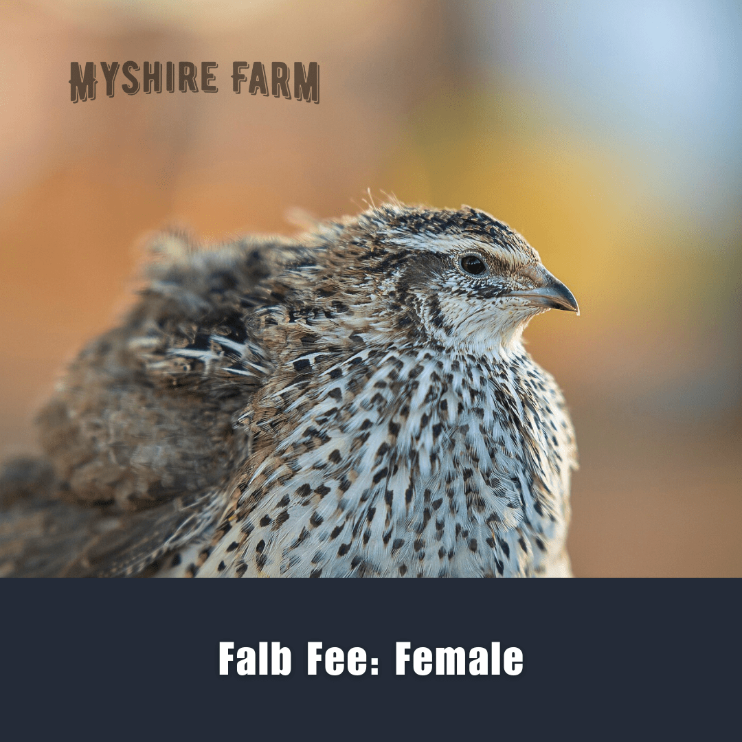 Myshire Color Mix - Coturnix Quail Hatching Eggs – Myshire Farm ...