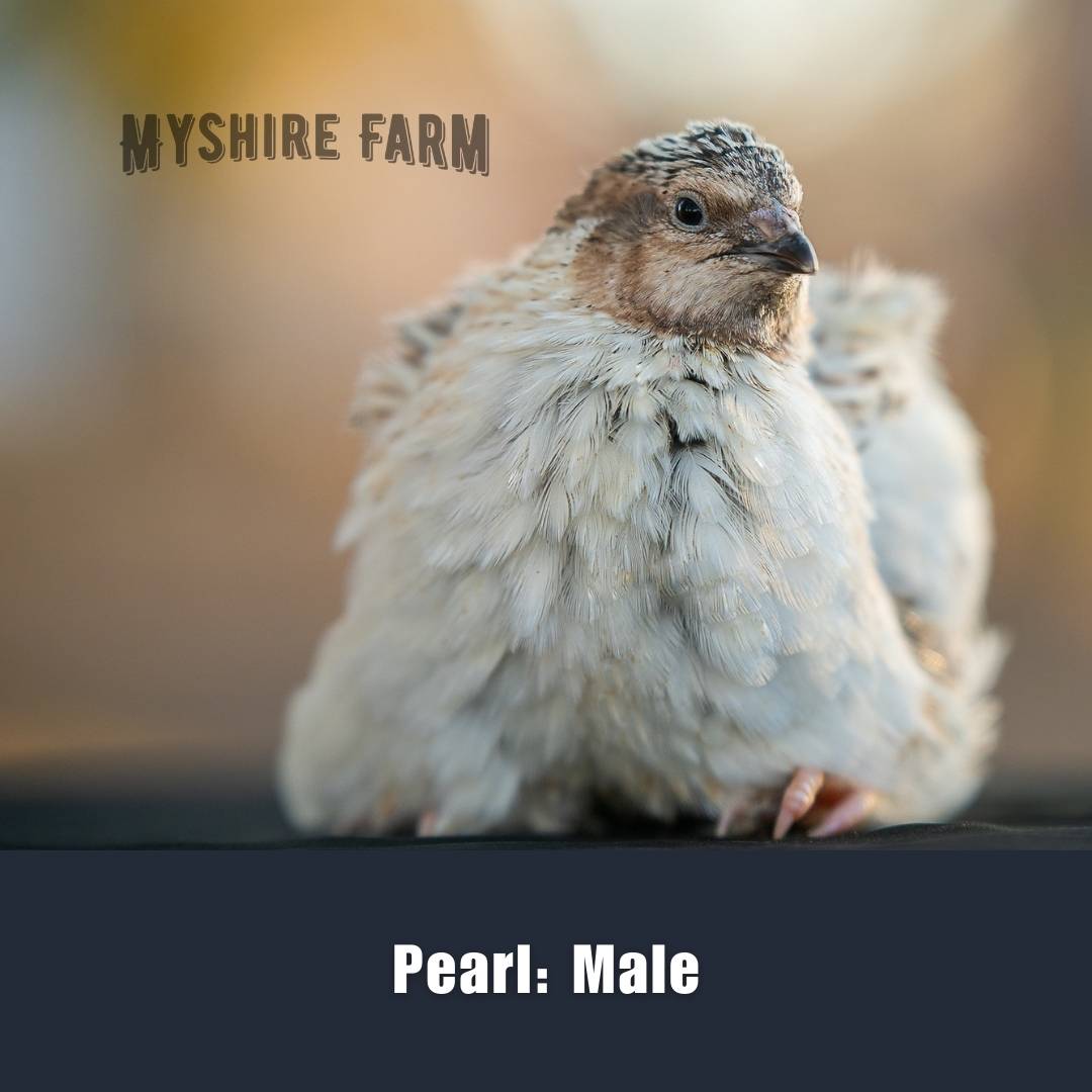 Live Quail - MALES ONLY (4-6 Wks) image 6