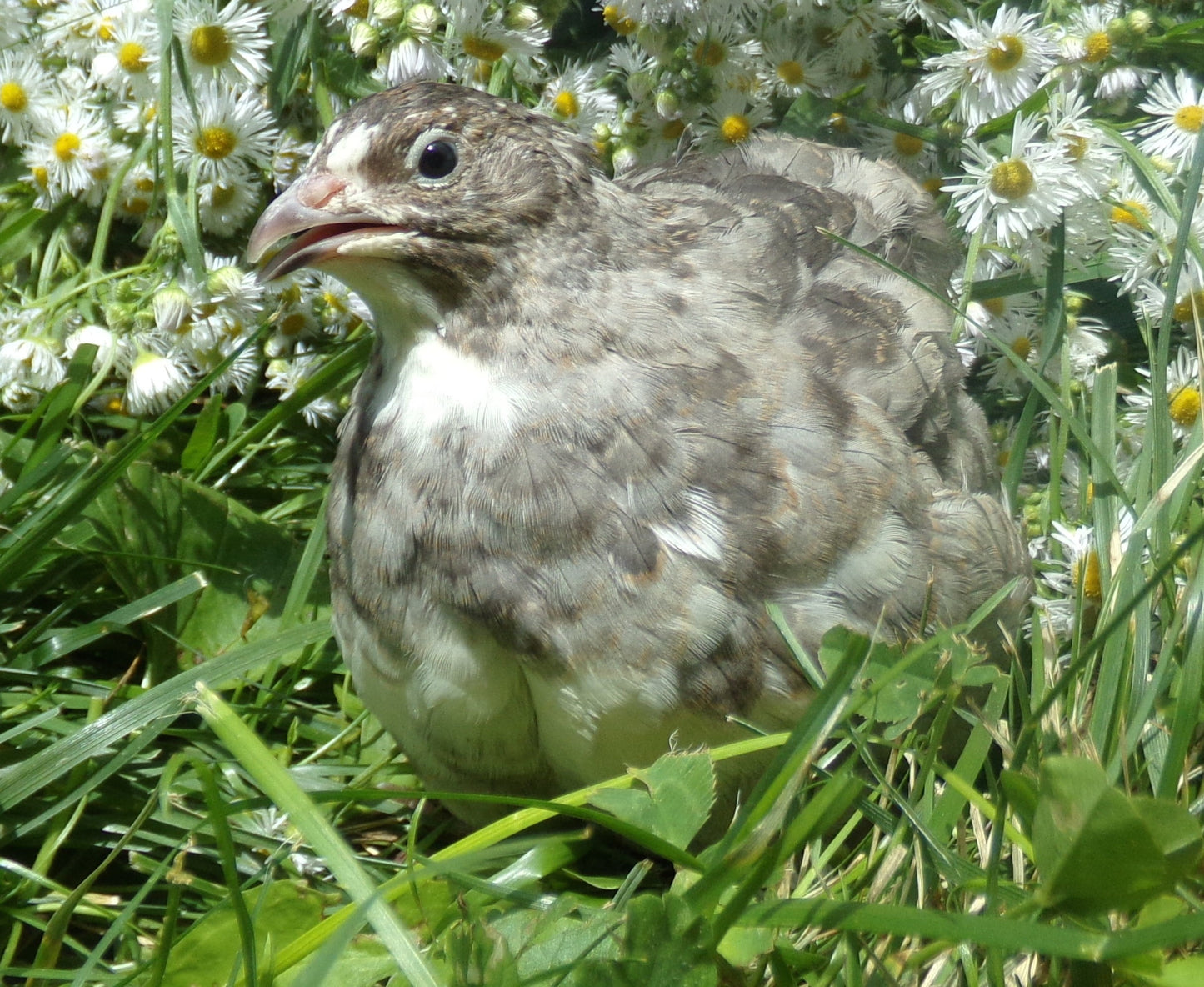 Schofield Silver Collection (SSC) - Coturnix Quail Hatching Eggs image 9