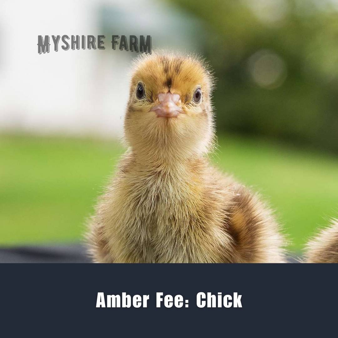 Close-up of a fluffy Amber Fee Coturnix quail chick on a blurred green background from Myshire Farm